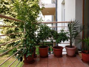 Mandarin Wellness Apartman