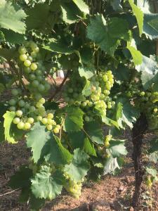 Holiday Home Mađerka