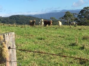 Scandinavian Cabin - Maleny - One Bedroom