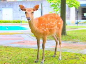 Reyzenit Kinosaki Suite VILLA