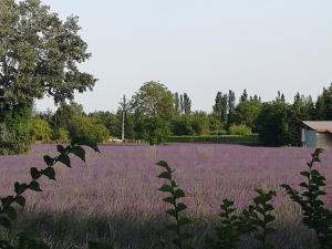 B&B / Chambres d'hotes Au pays du Ventoux : photos des chambres