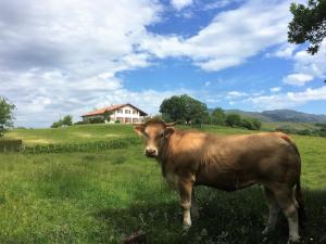 Appartements BaskoParadis I Eco-Gites I Calme I Vue I Anes I Jardin I Montagne I Nature : Appartement avec Vue sur la Montagne