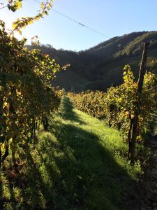 Casa Vacanze Ricca Vigna