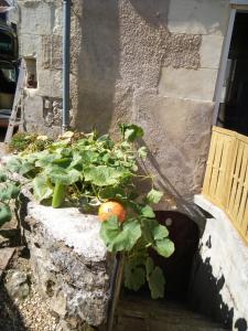 Maisons de vacances Mini Tribu de Beauval 2ch Saint Aignan jardin et parking prive : photos des chambres