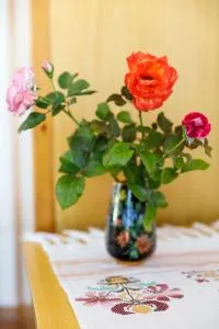 House Salvia - Plimmiri