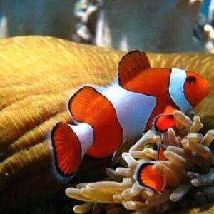 Taman Menjangan by SnorkelingMenjangan