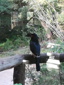 Tucked away in the tree tops