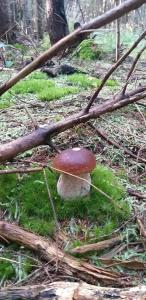 Apartments Sobe Jurček 