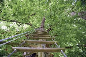 B&B / Chambres d'hotes Insolite dans les arbres Les Ormes, Epiniac : photos des chambres