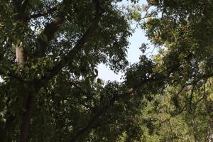 Apartments with a parking space Starigrad, Paklenica - 6648