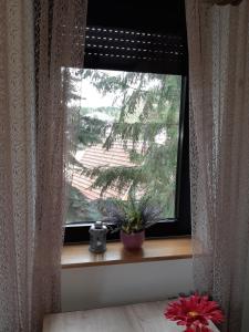 Apartman Nana Svetogorska 19 ,stan 17