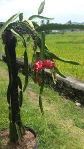 tanabendang banglos