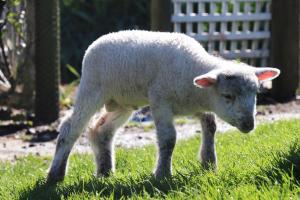 Johanna River Farm & Cottages