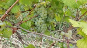 Jibghashvilebis house