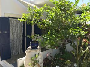 Apartment with Garden View