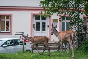 3 hvězdičkový apartmán AC Apartmány Lomnica Vysoké Tatry - Tatranská Lomnica Slovensko