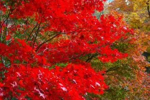 Guesthouse Kimiko - Yamazoe