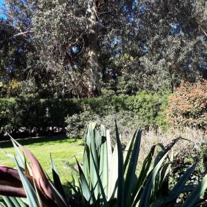 Bosque Peralta Ramos. Zorzales del Bosque