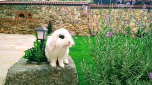 Боримечковата къща