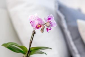 Renovated Typical Baixa Apartment, By TimeCooler