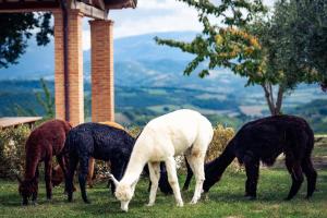 Agriturismo Il Beccafico Alpaca