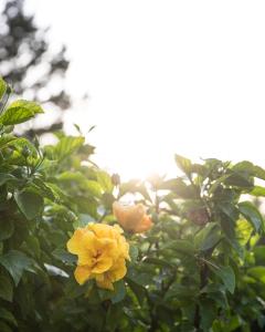 Lu' Hotel Porto Pino img20