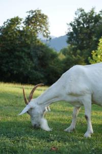 Agriturismo Chioi