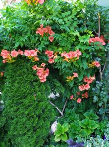 Guest House Pansion 10