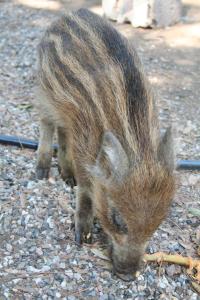 Residence Borgo Felciaione img30