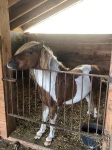 Boeren Biezen Bed Landelijk
