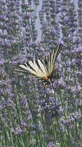 Apartment Lavanda garden