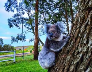 Twelve Apostles Motel & Country Retreat