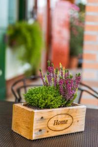 Bagoly Pincesor Fogado