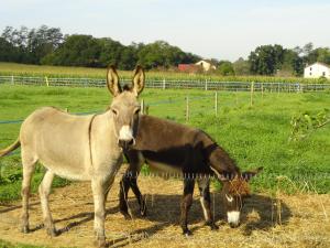 B&B / Chambres d'hotes La petite ferme de Pouillon - Parc animalier - aire de loisirs : photos des chambres