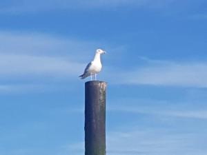 Vakantiewoning "Aan het Bosje" ZOUTELANDE - Strand 200m !