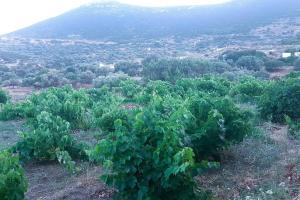 Artistic Cycladic Residence with spectacular panoramic view Sifnos Greece