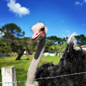 Pousada Primavera da Serra