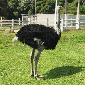 Pousada Primavera da Serra