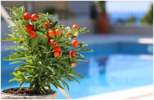 Apartment Katarina and house Marieta