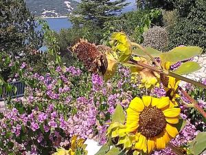 Apartment Stanka-Rab 