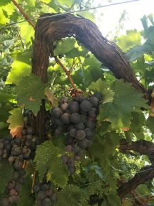 Liznjan - Blue Gate Manor