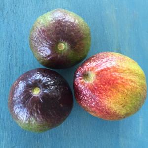 GoldenView Guesthouse Ocho Rios