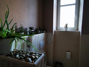 Falcon apartment