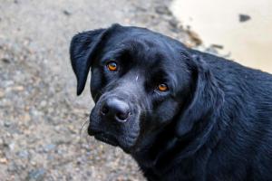 Monteverde Villa Lodge