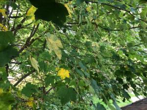 Manoir des Cavaliers - BnB