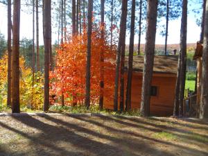 La maison sous les arbres