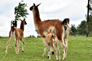 Stara Szkoła Browina