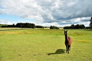 Stara Szkoła Browina