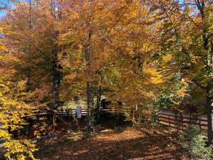 Casa de vacanta Mogosa