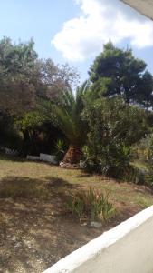 Anemos Studios Skiathos Greece